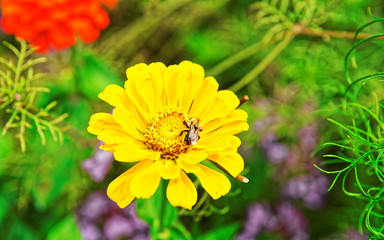 Yellow garden flowers and bee at Trummelbach falls in the mountains of Lauterbrunnen valley, District of Interlaken, Bern canton in Switzerland.