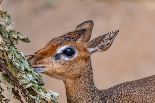 closeup of a dik-dik antelope