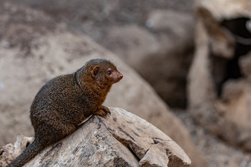 portrait of a mongoose