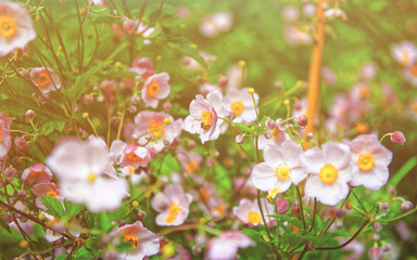 Pink garden flowers at Trummelbach falls in the mountains in Lauterbrunnen valley, District of Interlaken, Bern canton, Switzerland. Sunlight toned