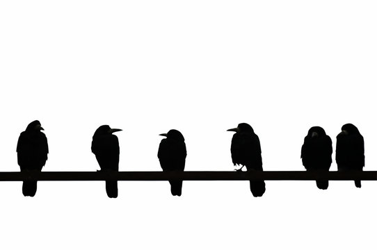 Contrasting image of crows sitting on bar isolated on white background