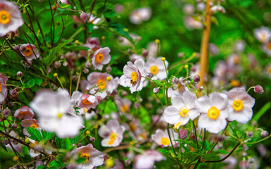 Pink garden flowers at Trummelbach falls in the mountains in Lauterbrunnen valley, District of Interlaken, Bern canton, Switzerland.