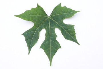 Fototapeta premium green leaf isolated on white background