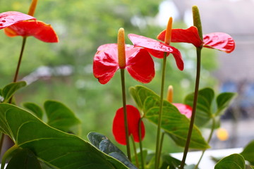  Small garden in the balcony with red flowers and green leaves. Anthurium Andraeanum 