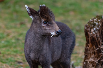 Tufted deer