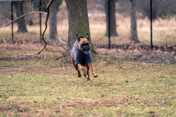 Boxer Dog Running at the Dog Park