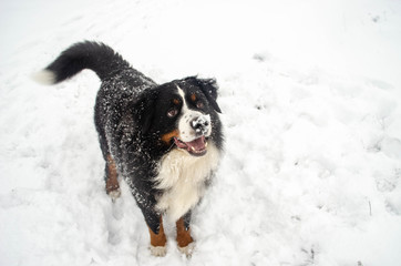 bernese mountain dog with snow on a nose on winter snowy weather. funny pet