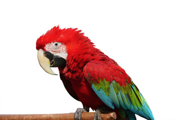 Greenwinged parrots bird  macaw vivid rainbow colorful animal.  Isolated on white background. This has clipping path.  © Sanit