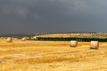 Fototapeta premium Rural landscape in Apulia at summer