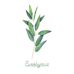 Eucalyptus leaves and branch blue green isolated on white background