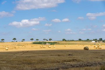 Obraz premium Rural landscape in Apulia at summer