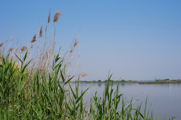 reeds on the water