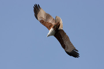 Indian bird of prey Brahminy kite (Haliastur indus)