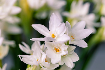 close up narcissus flowers and space for your text
