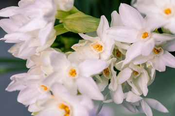 close up narcissus flowers and space for your text