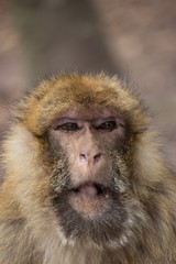 Close-Up Portrait Of Monkey