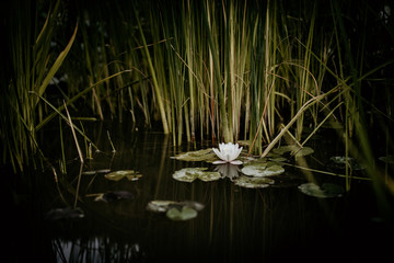 Lilly Pad in pond
