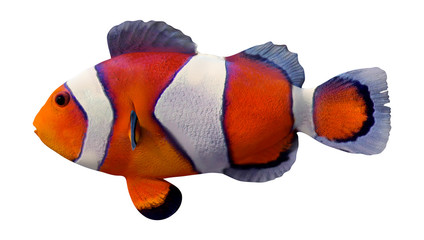 3D Rendering Orange Clownfish on White - obrazy, fototapety, plakaty