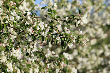 blooming apple tree for background