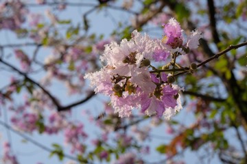 Queen's Flower, Queen's crape myrtle, Pride of India , Beautiful purple pink flower