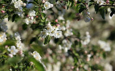blooming apple tree for background