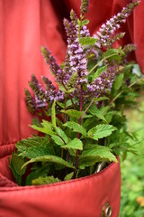 flowers in pots