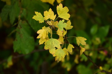 yellow leaves