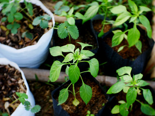 fresh sprouts in the market. young plant organic farm. seedling