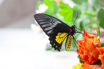Macro photography of butterfly. Big black eyes.