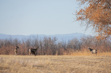 Mule Deer Buck and Does in Colorado in the Fall Rut