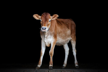 Jersey cow stands on black background, portrait of a calf © Svetlana