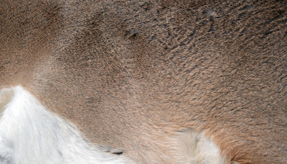 This deer hide could be used for a backdrop or canvass for copy text. Bokeh effect.