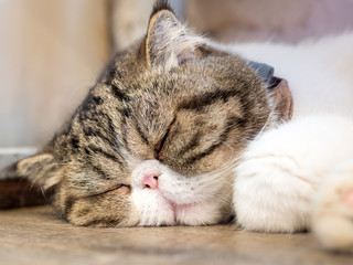 Fototapeta na wymiar CLOSE-UP OF CAT SLEEPING