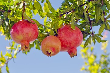 Granatäpfel am Baum