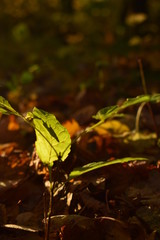 autumn leaves on water