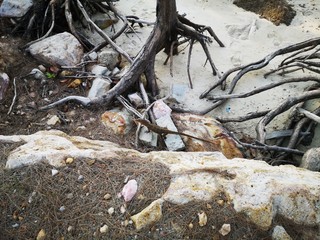 Mangroven Thailand Railey Beach
