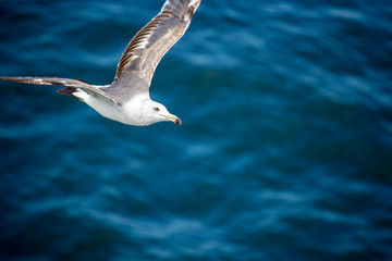 ウミネコ Black-tailed gull