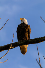 Bald eagle sitting on a branch washed in evening light in the Willamette Valley near Shedd, Oregon, USA.