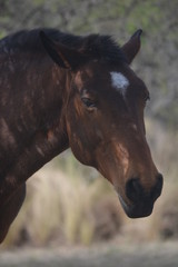 Obraz premium Primer plano de un caballo