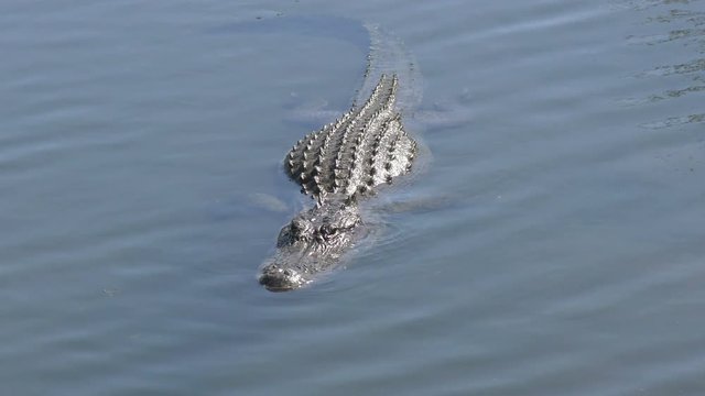 Alligator in the Florida Everglades in shallow water
