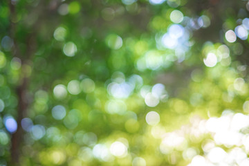 Obraz premium Green bokeh on nature abstract blur background green bokeh from tree