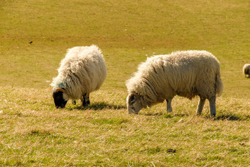 Fototapeta premium Two sheep grazing in a grass field in traditional Scotland scenery 