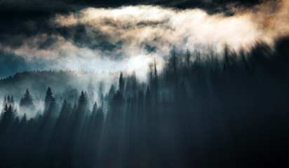 Silhouette of forest with dense fog.