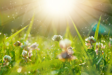 Art Spring Natural Green Background, Clover Flowers with bokeh cirlce and sunlight. Field after rain