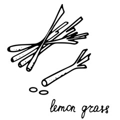 Hand drawn isolated spice icon. Black outline illustration of herbs. Lemongrass icon.