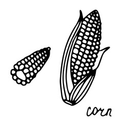 Hand drawn isolated food icon. Black outline illustration of vegetable. Corn icon. Corn on the cob.