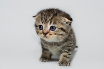 kitten, kitty, shottish cat