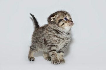 kitten, kitty, shottish cat