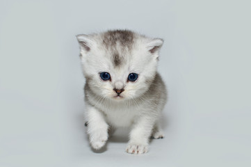 kitten, kitty, shottish cat