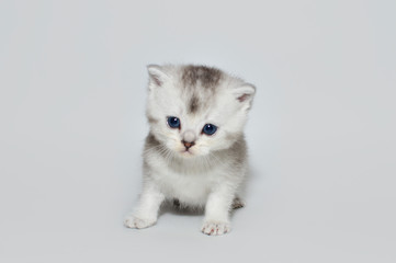 kitten, kitty, shottish cat